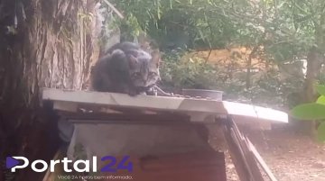 Resgate de gatos vítimas de maus-tratos no bairro Neves