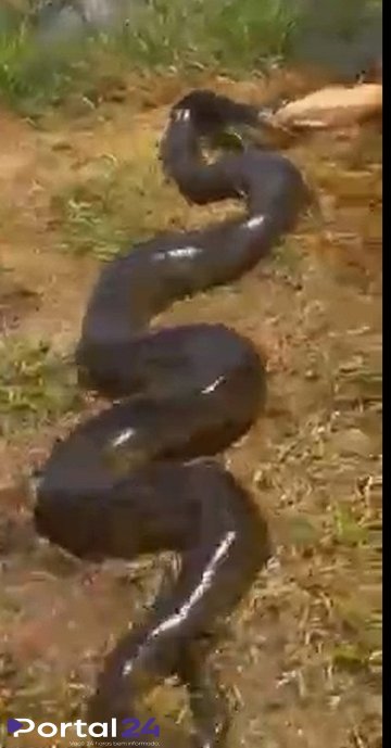 Sucuri gigante é flagrada capturando cachorro em quintal de casa em Fátima do Sul (MS)