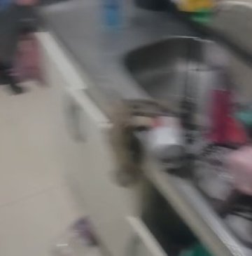 Vídeo mostra casa em que crianças foram encontradas abandonadas pela mãe em Cascavel