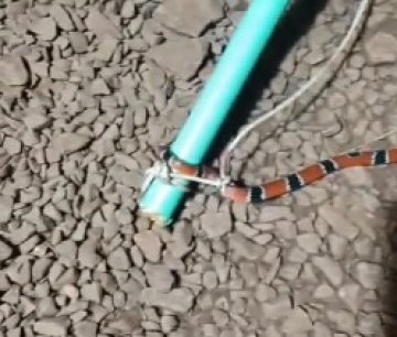 Vídeos mostram aumento de cobras em Santa Tereza do Oeste