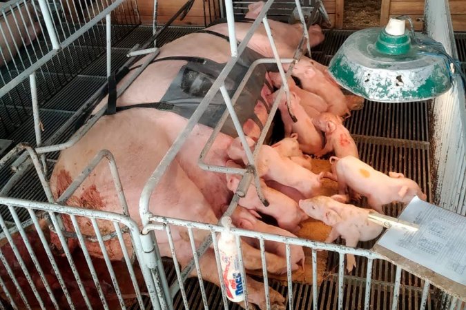 Com apoio do Anjo Inovador, startup paranaense desenvolve cinta massageadora para suinocultura