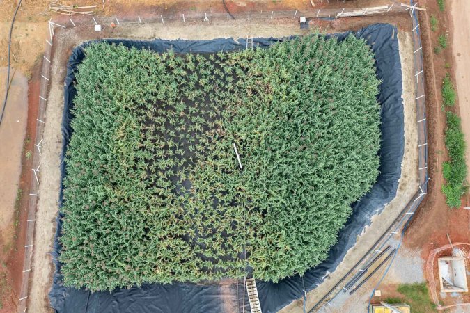 Sanepar usa plantas para criar estação de esgoto lixo zero em Curitiba