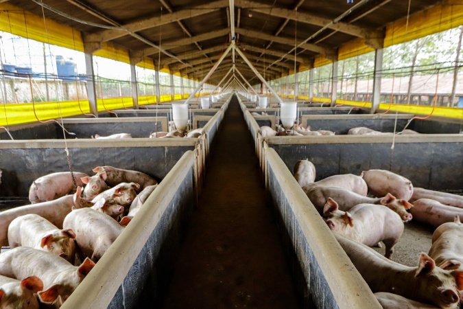 21,3 mil toneladas: exportações paranaenses de suínos têm melhor resultado para março