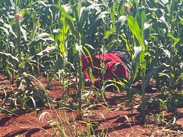 Cadáver com marcas de tiros é localizado em São Miguel do Iguaçu