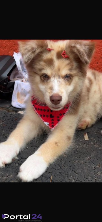 Cadela desaparece e família faz apelo por informações em Cascavel