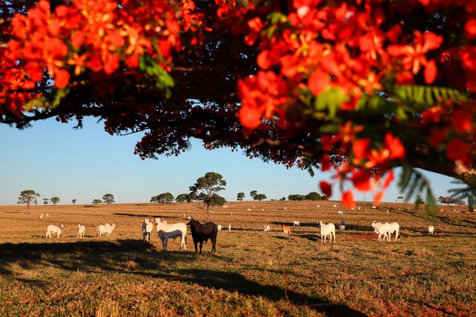 Adapar inicia nesta sexta-feira a Campanha de Atualização de Rebanhos 2026