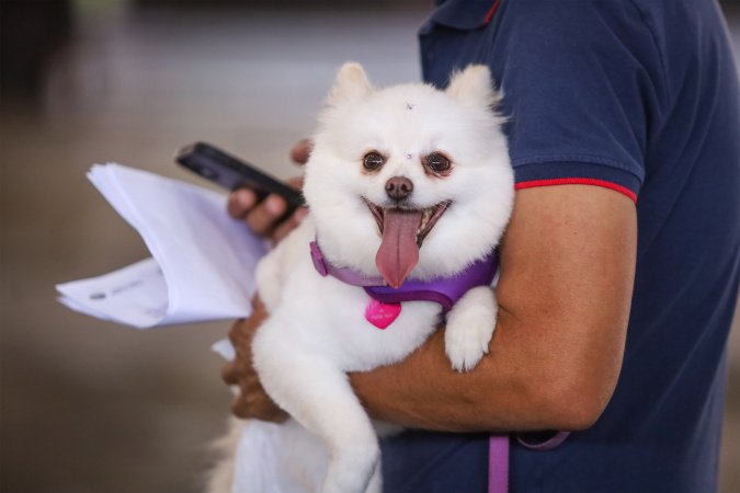 Estado prorroga prazo para inscrição de OSCs no Conselho de Direitos Animais
