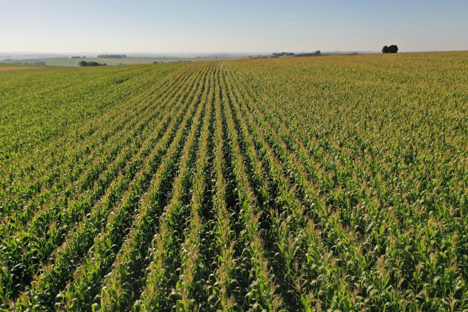Área do milho na primeira safra cresce 31% no Paraná e será recorde na segunda