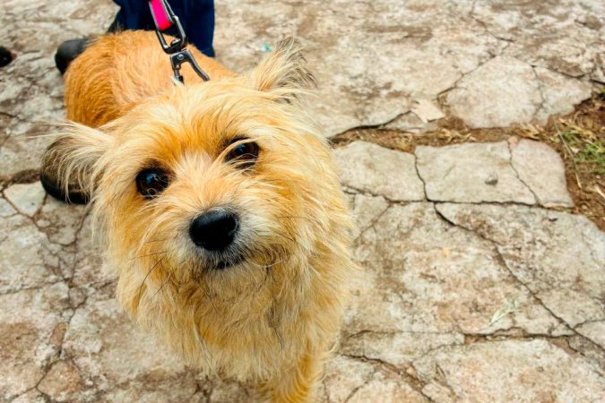 Atendimentos do Vet-Móvel Paraná começam na segunda-feira; veja como se inscrever