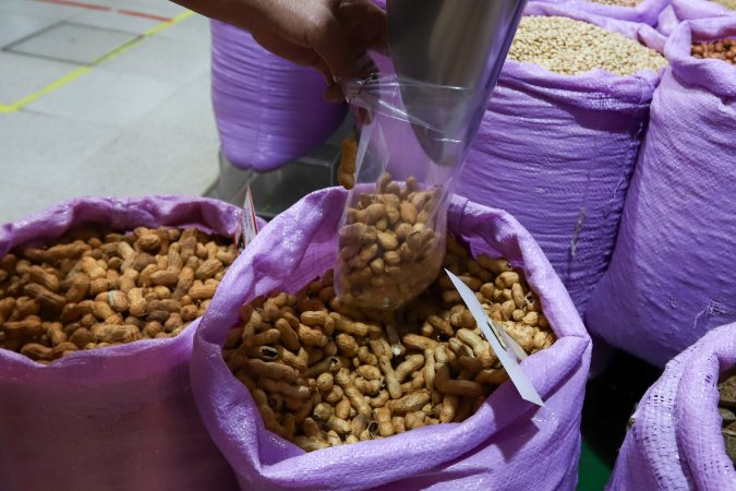 Paraná é o 3º maior exportador de peru do Brasil; safra de amendoim deve ter recorde