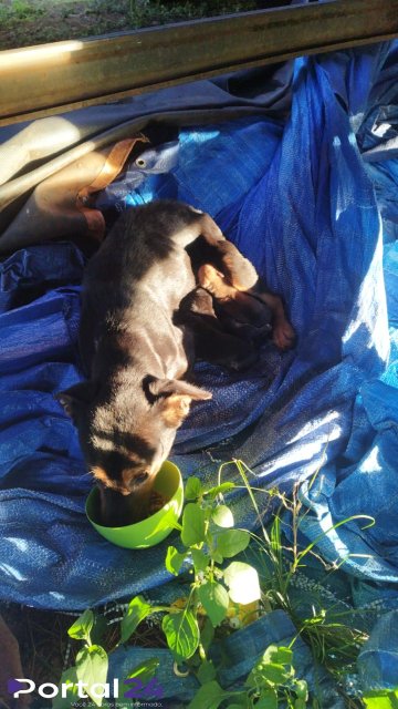 Cachorra abandonada com filhote é resgatada em pátio da Receita Federal e precisa de lar