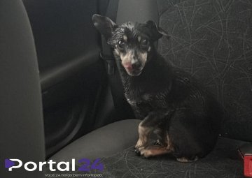 Cachorrinho é encontrado nas proximidades do Bairro Neva e aguarda localização dos tutores