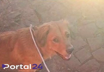 Cachorro abandonado próximo ao Contorno Oeste procura um novo lar em Cascavel