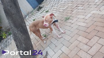 Cadela se solta, briga com outro cachorro e caso de maus-tratos é constatado em Cascavel