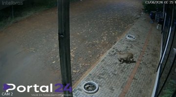 Câmera registra momento que onça aparece em bairro de Realeza