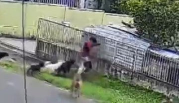 Criança é atacada por nove cães em Guarapuava; vídeo mostra adultos observando sem intervir