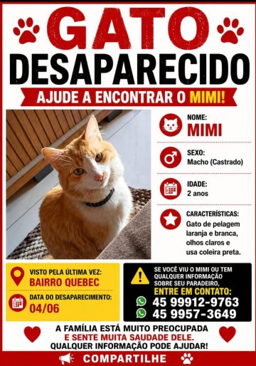 Gato Mimi está desaparecido em Cascavel