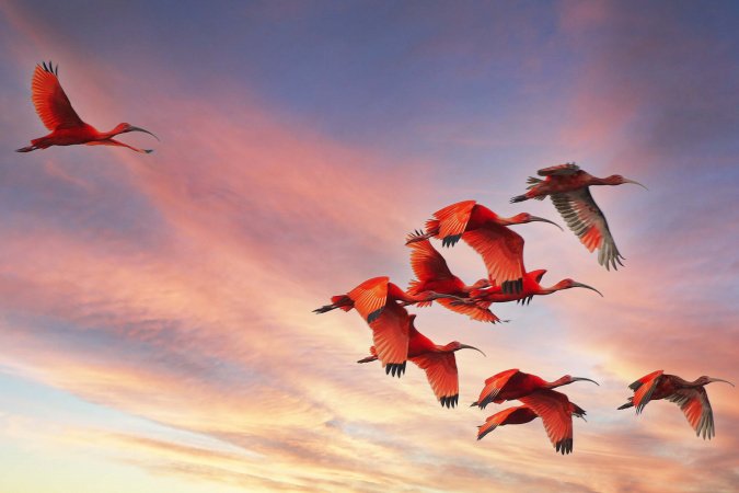 Cores da Natureza do Paraná: Sedest lança livro fotográfico da biodiversidade do Estado
