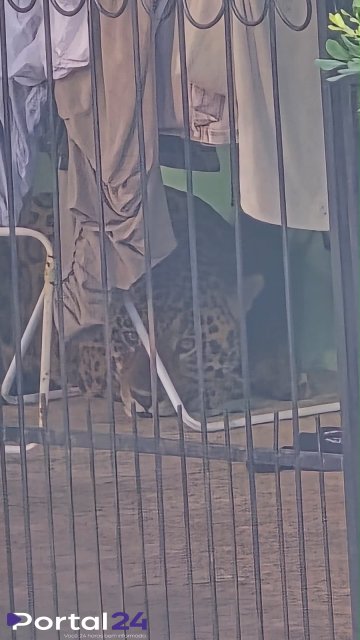 Onça-pintada é capturada com segurança em área urbana de Foz do Iguaçu
