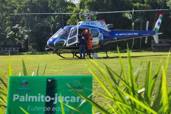 IAT faz dispersão de 700 mil sementes de palmito-juçara para restaurar a Mata Atlântica