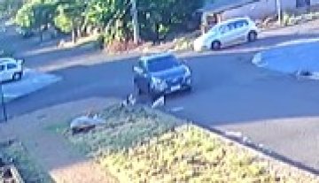 Polícia Civil investiga atropelamento de cão ocorrido na terça-feira em Cascavel