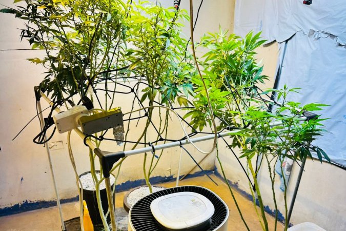 PMPR apreende plantas de maconha e balanças após denúncias em Londrina