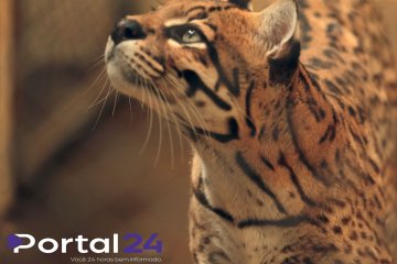 Zoológico de Cascavel conquista certificação nacional de bem-estar animal