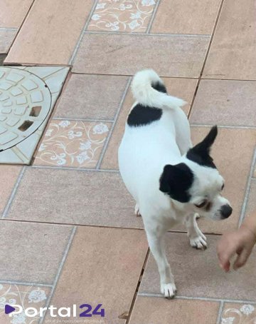 Cachorro desaparece no bairro Parque dos Ipês e mobiliza moradores