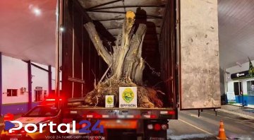 Carreta com oliveiras vindas da Argentina é apreendida em operação do BPFRON na fronteira em Barracão