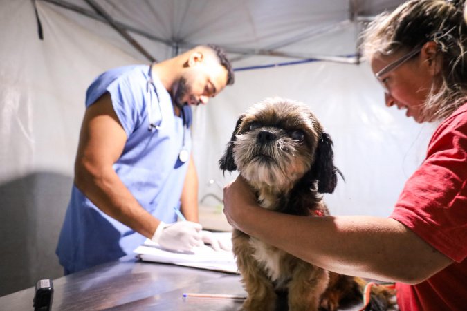 3,3 mil animais de 21 municípios serão atendidos pelo CastraPet em julho; confira a agenda