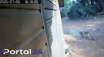 Onça-parda é flagrada por câmera de segurança em comunidade rural no Oeste