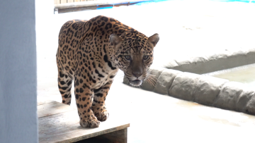 Referência em conservação e pesquisa, Zoo de Cascavel recebe onça-pintada capturada em Mandaguari