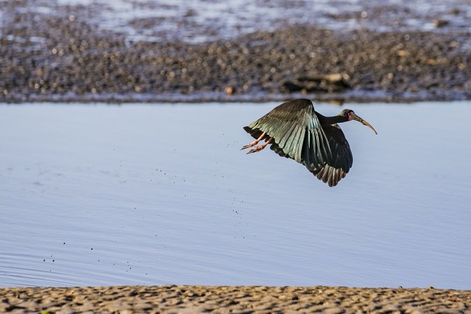 Monitoramento no Porto de Paranaguá registra quase 25 mil aves e reforça conservação no Litoral