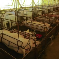 Paraná consolida liderança na exportação de suínos de raça; colheita de soja alcança 37%