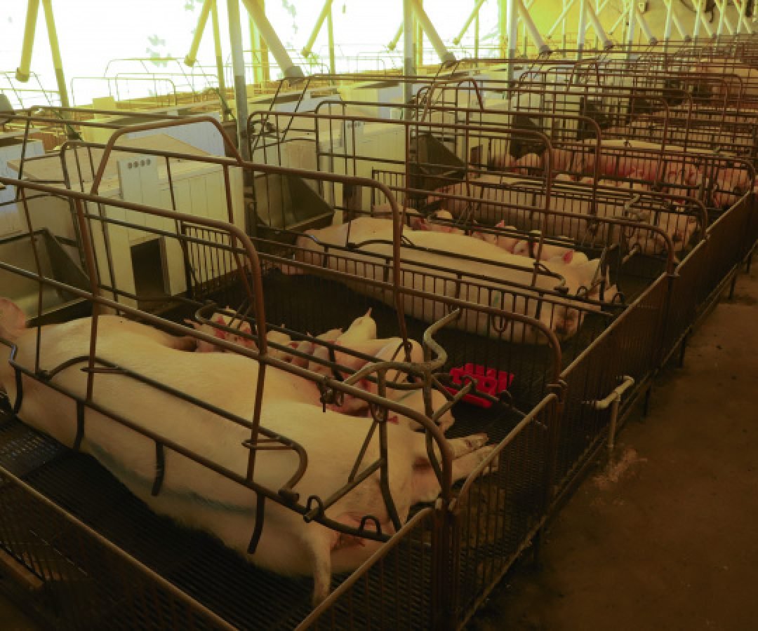 Paraná consolida liderança na exportação de suínos de raça; colheita de soja alcança 37%