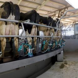 Cenário atual projeta aumento na remuneração do leite no Paraná, aponta Deral