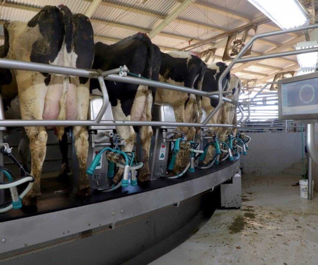 Cenário atual projeta aumento na remuneração do leite no Paraná, aponta Deral