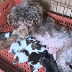 PCPR prende mulher e resgata 80 animais em situação de maus-tratos em Curitiba