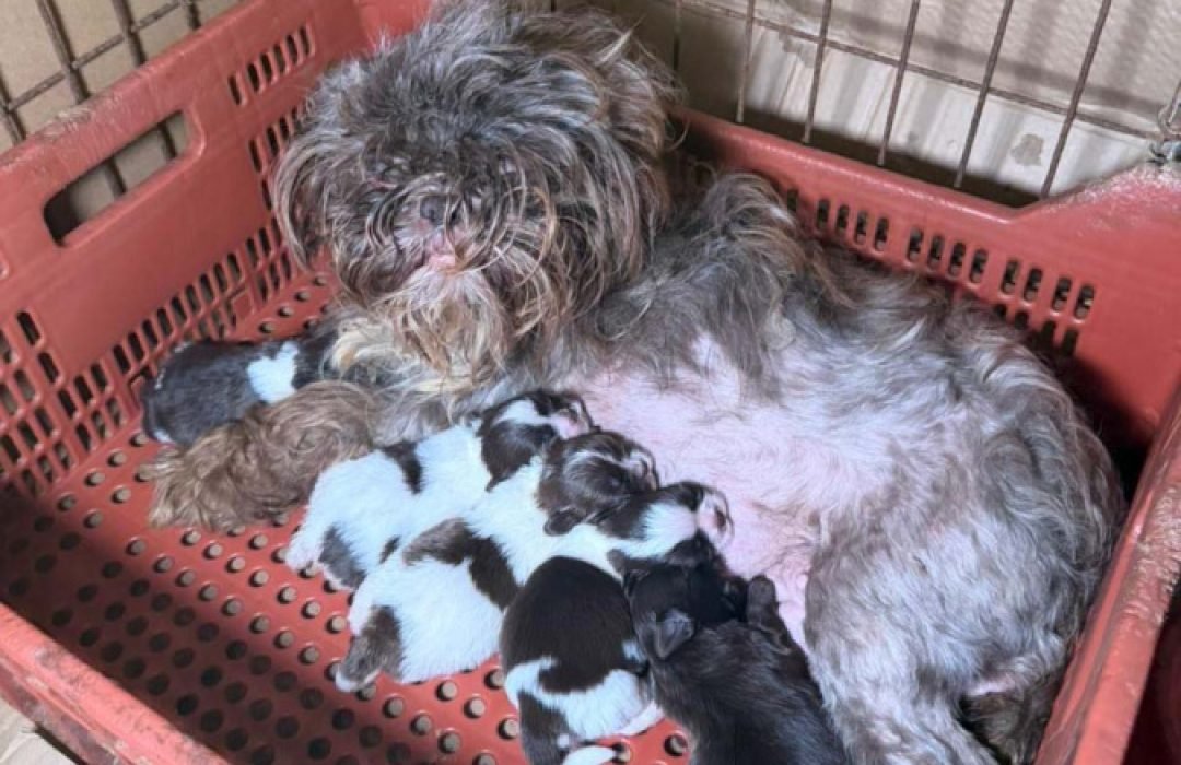 PCPR prende mulher e resgata 80 animais em situação de maus-tratos em Curitiba