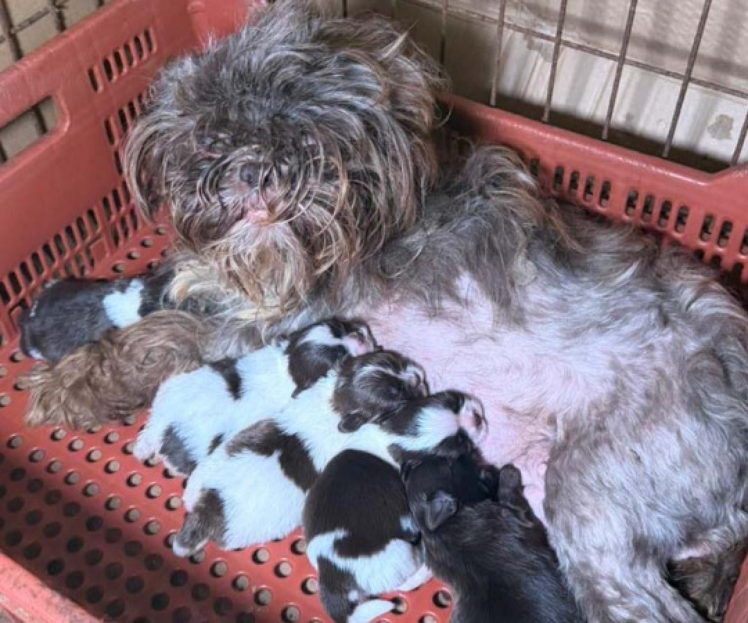 PCPR prende mulher e resgata 80 animais em situação de maus-tratos em Curitiba