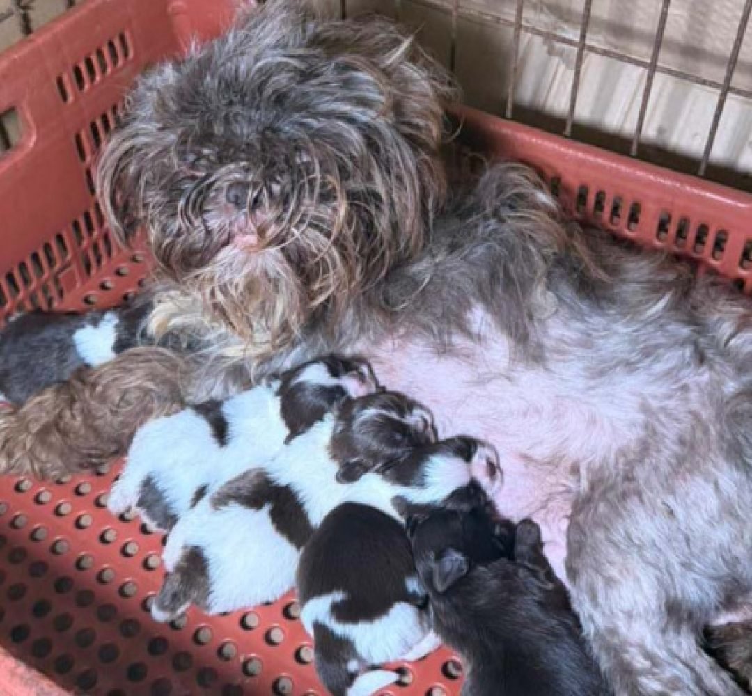 PCPR prende mulher e resgata 80 animais em situação de maus-tratos em Curitiba