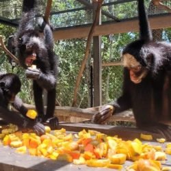 1-Macacos-aranha3.jpeg