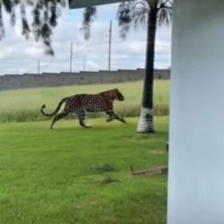 Onça-pintada é flagrada tentando atacar cachorro em Santa Teresa
