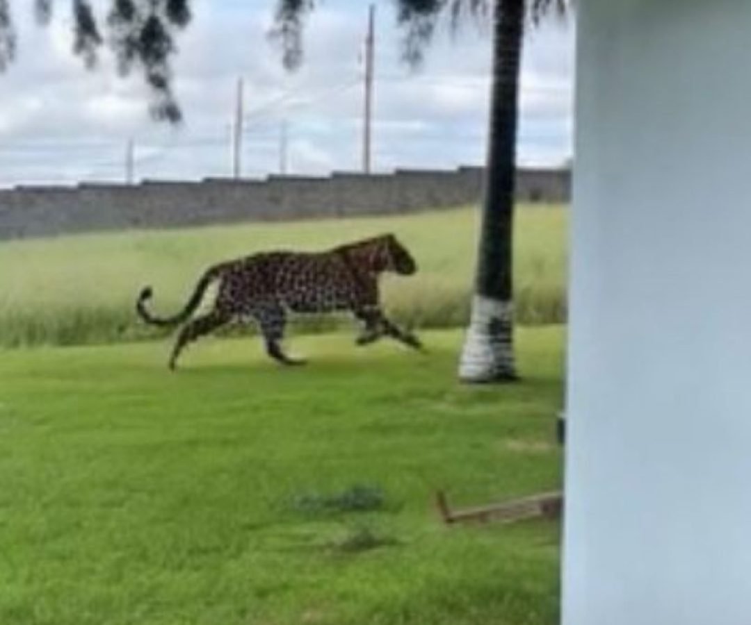 Onça-pintada é flagrada tentando atacar cachorro em Santa Teresa