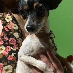cachorrinha da raça pinscher encontrada no morumbi
