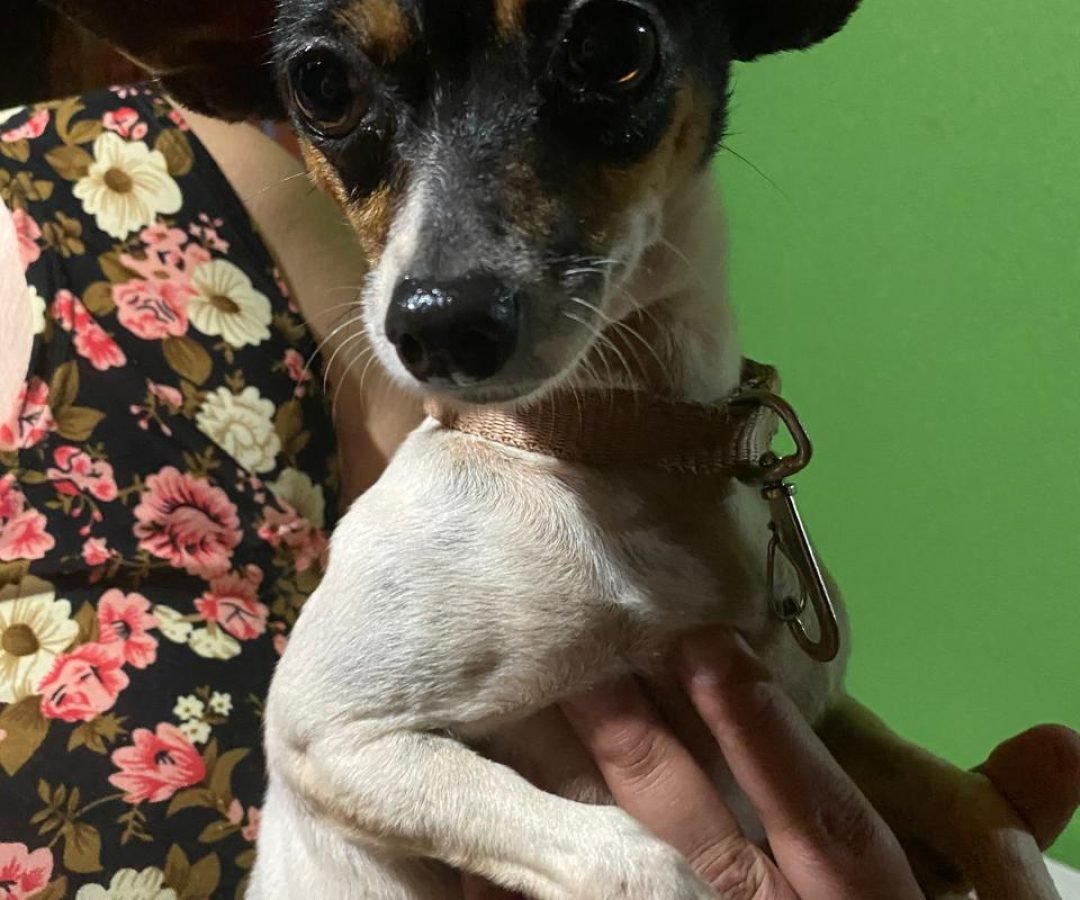 cachorrinha da raça pinscher encontrada no morumbi