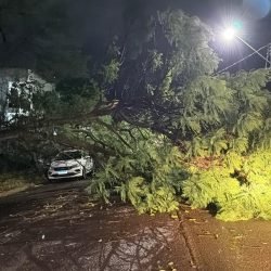 Temporal provoca quedas de árvore e destelhamento em Cascavel