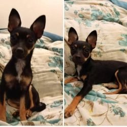 Família procura por filhote desaparecido nas proximidades do Ecopark, em Cascavel