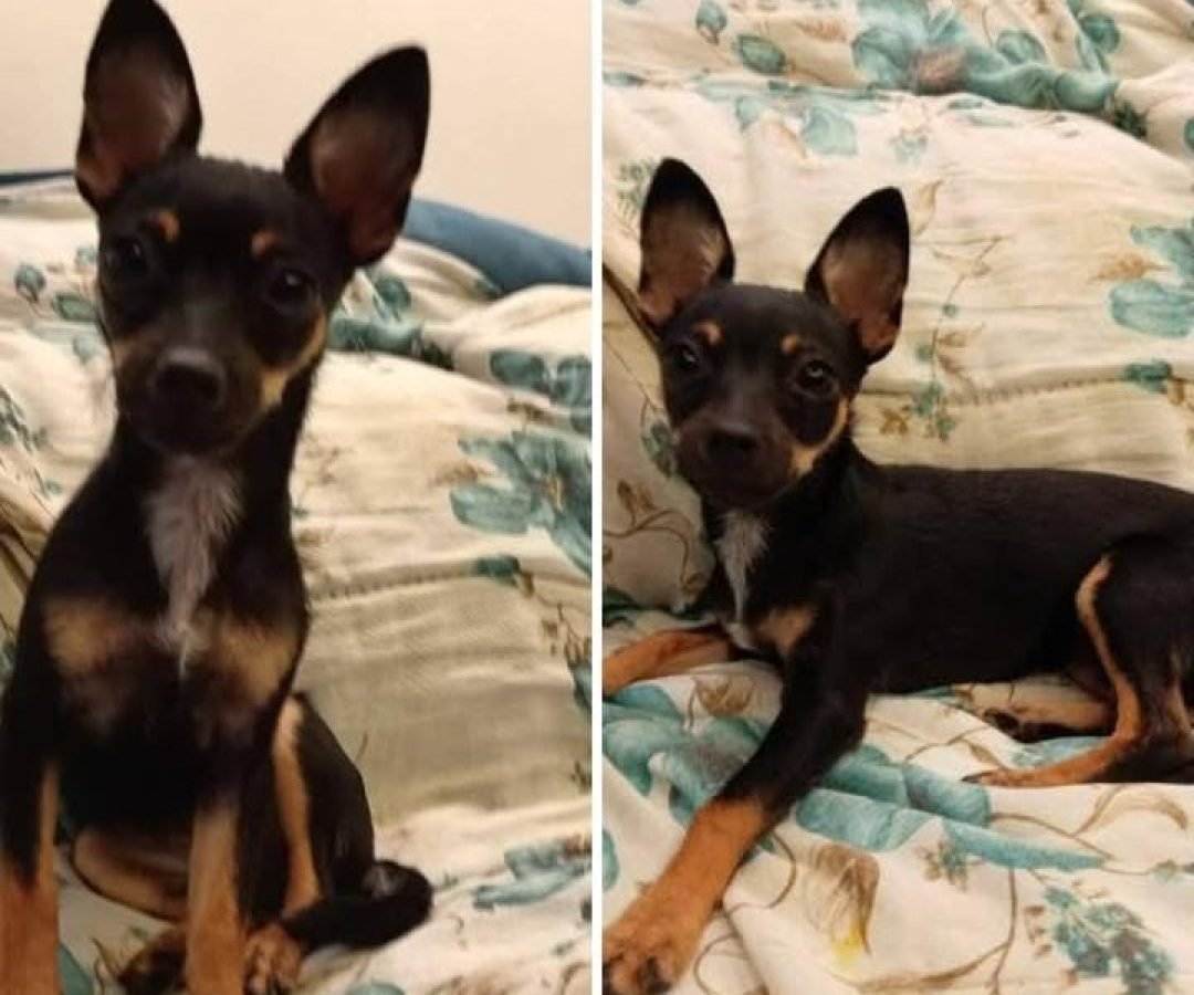 Família procura por filhote desaparecido nas proximidades do Ecopark, em Cascavel