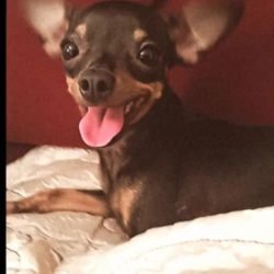 Cachorrinha Milli desaparece e dona fica doente de preocupação em Cascavel